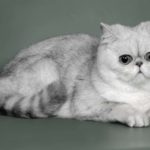 Экзотическая кошка (экзот)