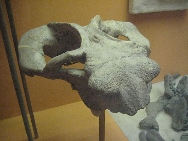 Череп животного, жившего в пермский период