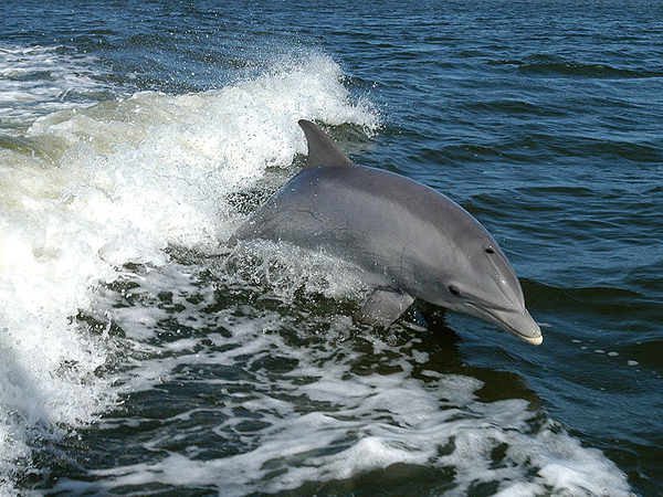 Дельфин