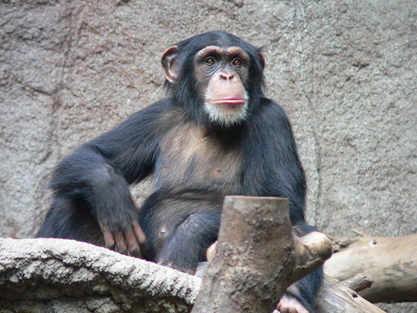Шимпанзе в зоопарке
